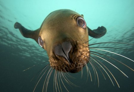 Seal-close-up - fun, seal, ocean, people