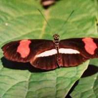 Butterfly on a Leaf