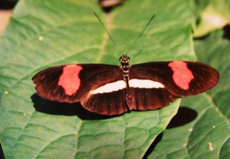 Butterfly on a Leaf - animal, nature, leaf, butterfly