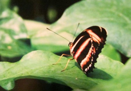 Ready to Fly - animal, nature, leaf, butterfly