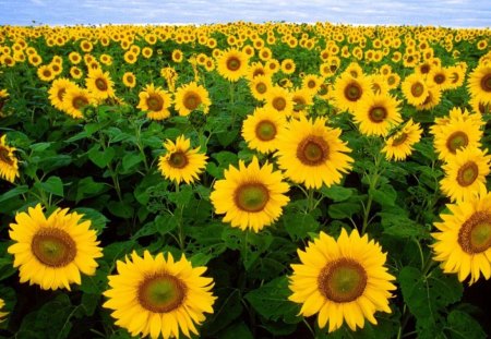 Sunflower Field - sky, sunflowers, sun, plant, field, flowers, flower