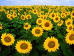 Sunflower Field