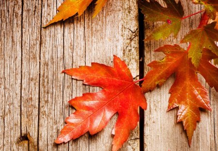 Rustic Autumn - wood, ladybug, rustic, orange, fall, barnboard, autumn, bright, wholesome, barn, lady bug, boards, country, farm, maple leaves