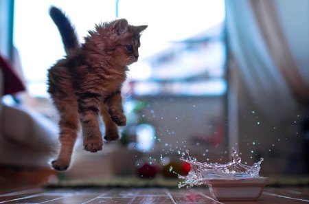 OPS!!!!! - cat, bowl, water, spilled, jump