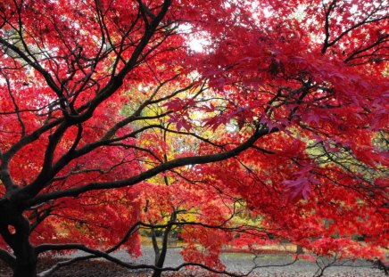 Autumn Red - leaves, color, fall, tree