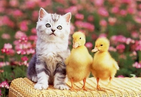 Cat and Friends - flowers, cat, friendship, ducklings