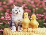 Cat and Friends