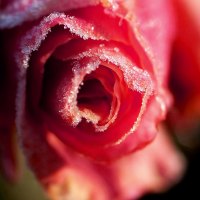 FROZEN ROSE