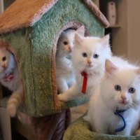 small cat house