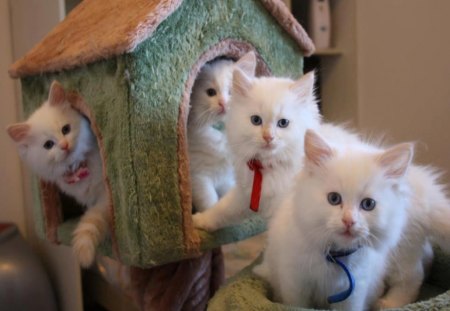 small cat house - cat, house, small