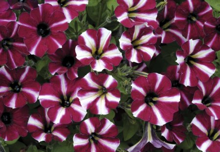 Petunia - white, flower, petunia, nature