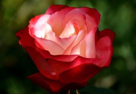 Rose - rose, beauty, nature, red