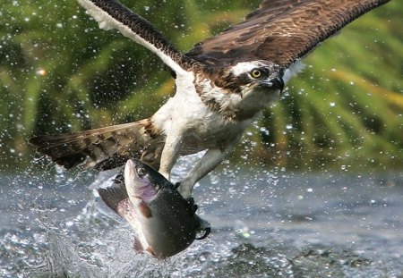 Bird of Prey - bird, prey, water, fish