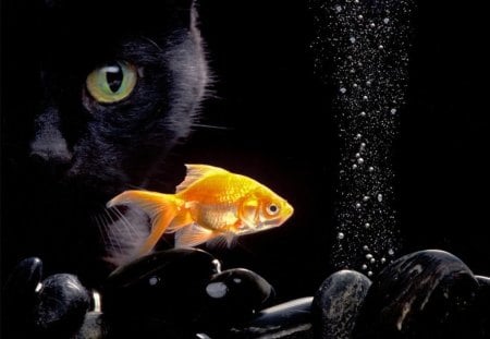 My Pet - pet, my, fish, cat