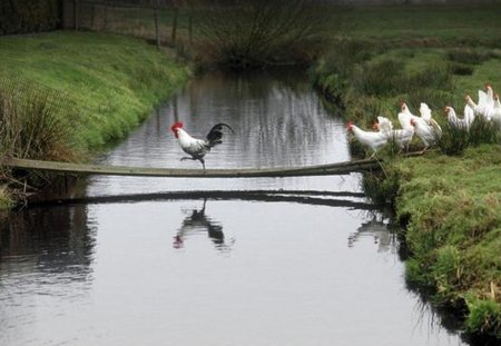 Leader Of The Pack - pack, water, leader, cock