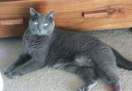 Russian Blue - russian blue, gray, cat, animale