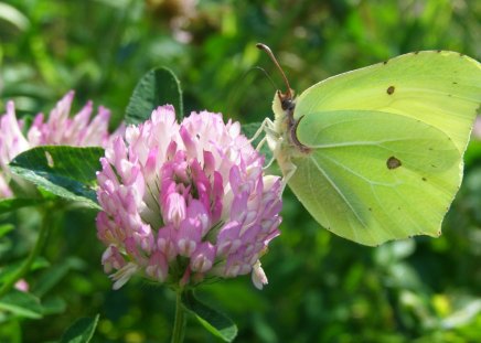 butterfly - admiration, fragile, beautiful, delicate