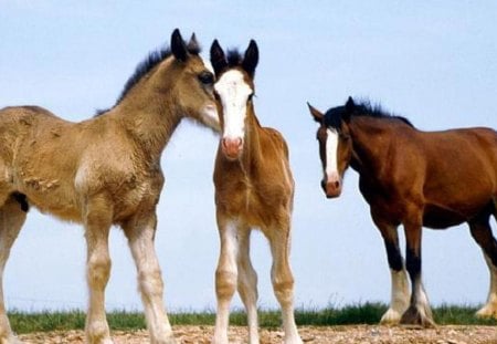 3 COLTS - pets, nature, horses, filly, mare, brown horses, stallions, colts, animals