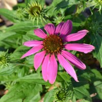 Pretty pink flower