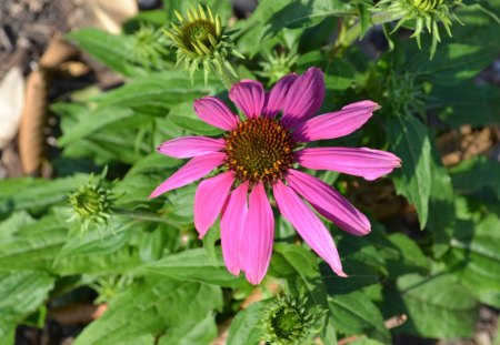 Pretty pink flower - australia, flower, pink, photography