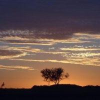 Lone Sunset Tree