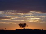 Lone Sunset Tree