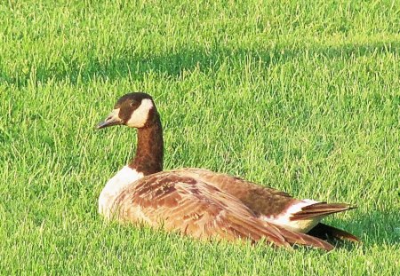 Disturbed from his Nap - geese, goose, animal, nature, grass