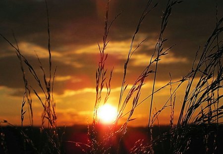 Early September Sunset - sunset, nature, grass, field, september, sun