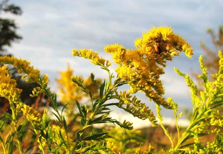 Weeds Can Glow - nature, weeds, field, sunset, grass