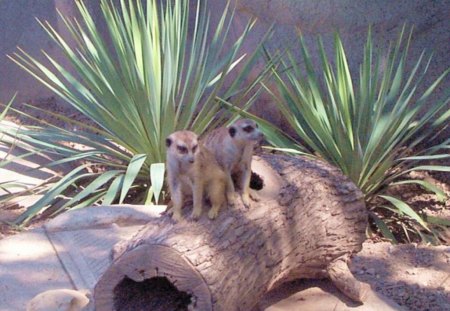 Cute Meerkats - nature, animals, meerkats, africa