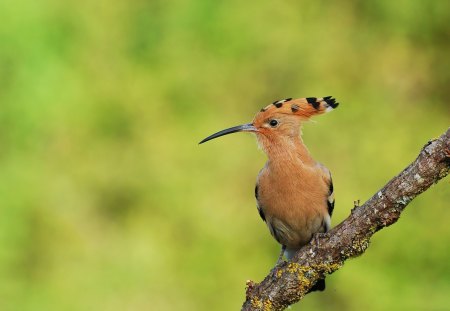 *** Hoopoe bird on a branch *** - bird, hoopoe, birds, animals