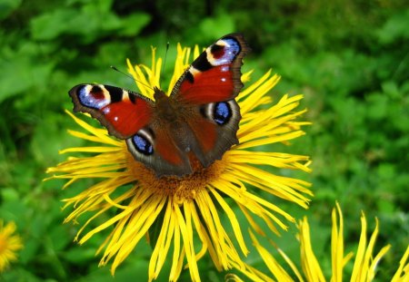 *** Butterfly on a yellow flower *** - butterflay, flower, animals, nature