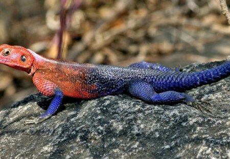 *** Colorful Chameleon *** - blue, red, color, chameleon, animals