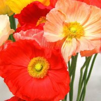 *** Poppy Bouquet ***