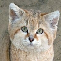 Sand Cat