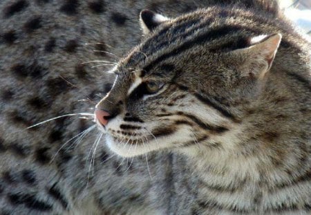 Fishing Cat - nature, animals, cats, fishing cat, other