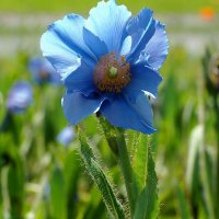 *** Blue poppy flower ***