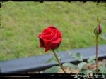 A red rose bud