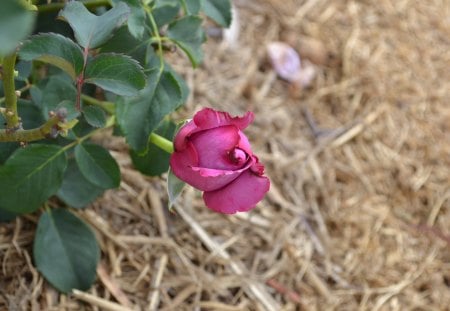 Pink rose bud. - rose, flower, pink, photography