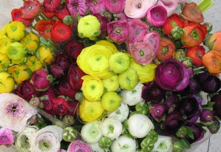 *** RANUNKULUS- Asian Buttercup *** - flowers, ranunkulus, nature, colorful