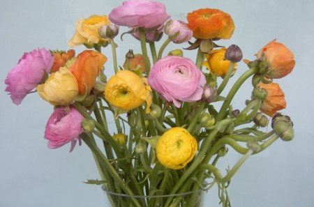 *** RANUNKULUS- Asian Buttercup *** - flowers, flower, nature, colorful