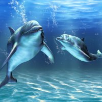 *** Cute dolphins ***