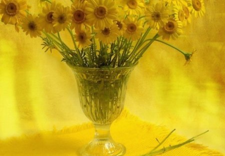 Yellow Flowers - nature, daisy, flowers, vase