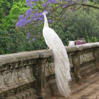 white peacock