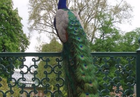 beautiful peacock - garden, feathers, beauty, peacock