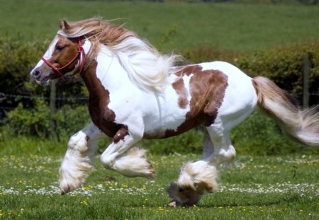 shayrskaya horse - animal, breed, grass, field, horse