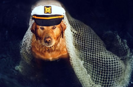 The Captain - pretty, eyes, captain, dog, dog face, dogs, face, lake, hat, water, beautiful, dog eyes, wet, beauty, lovely, sweet, cute, adorable, animals