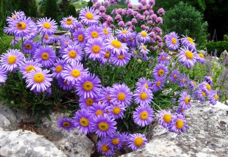 Purple Asters - nice, fresh, flowers, asters