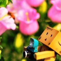 Danbo & The Bee