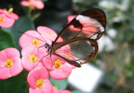 Nice Butterfly - butterfly, flowers, nice, good